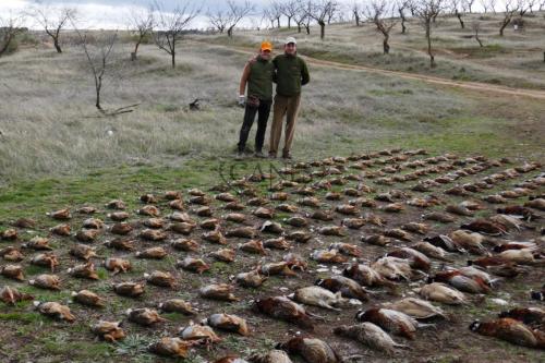 Canes bespoke hunting Spain (2)